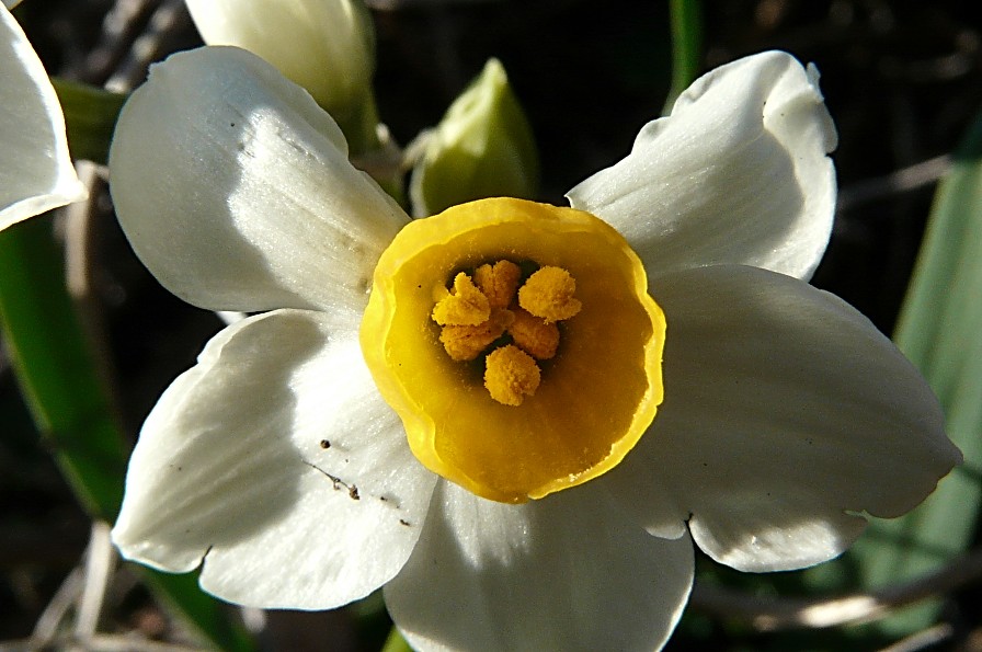 Narcissus tazetta